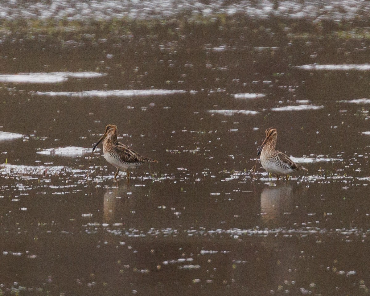 Wilson's Snipe - ML556635611