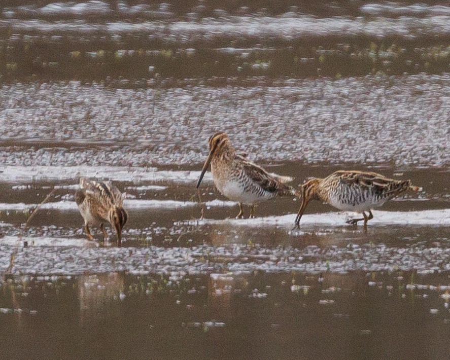 Wilson's Snipe - ML556635681