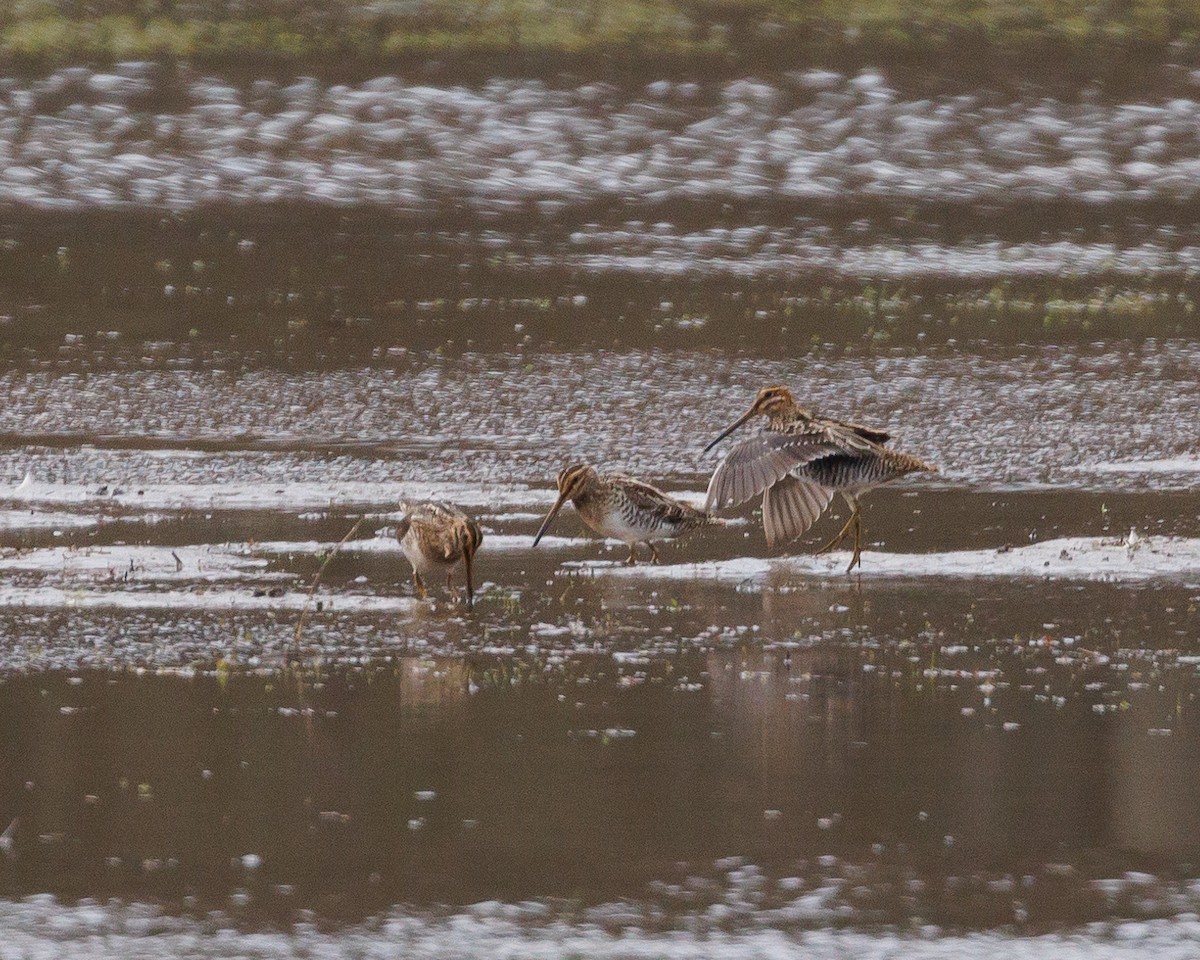 Wilson's Snipe - ML556635691