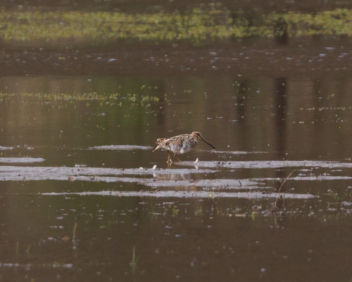 Wilson's Snipe - ML556635701