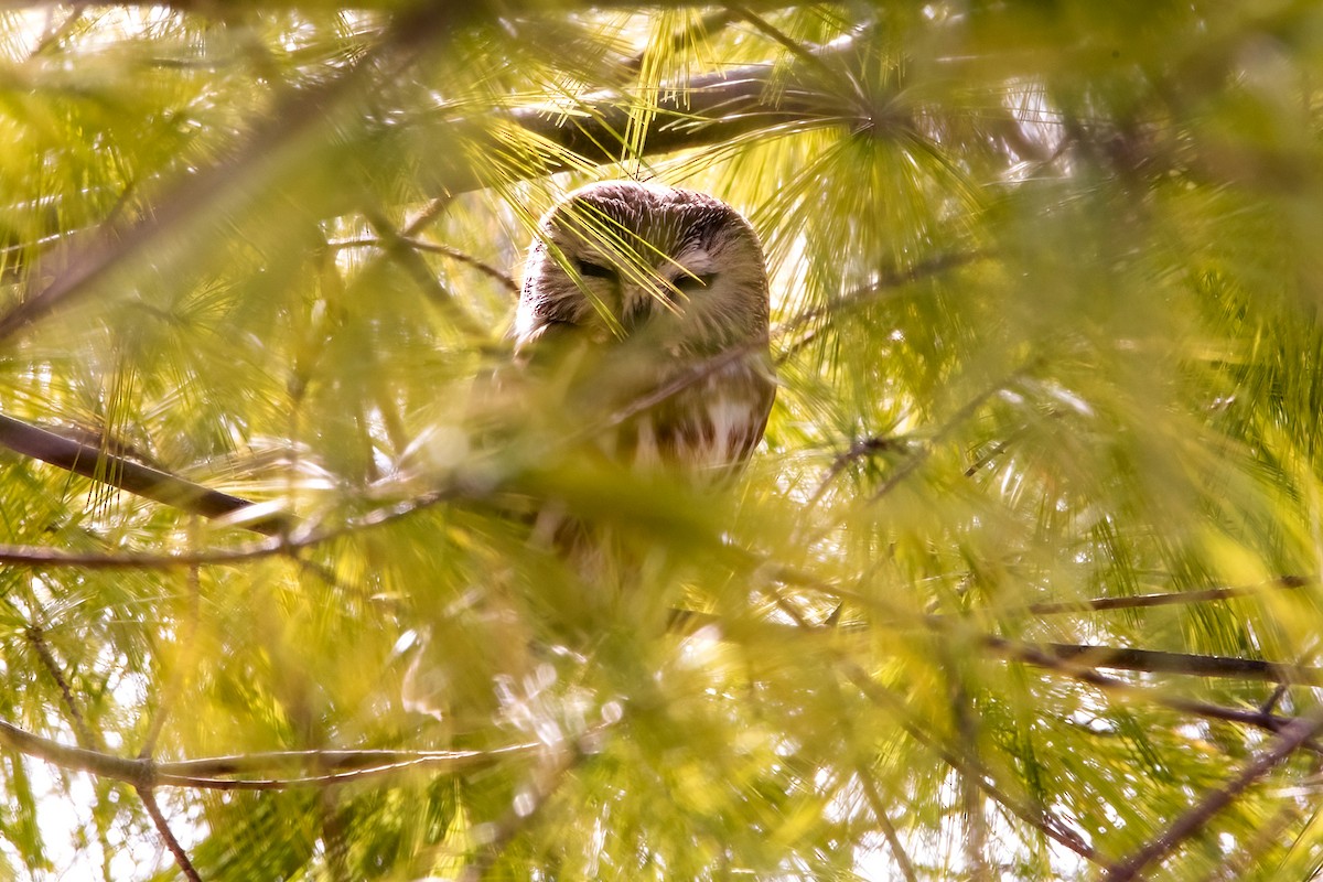 Northern Saw-whet Owl - Sue Barth