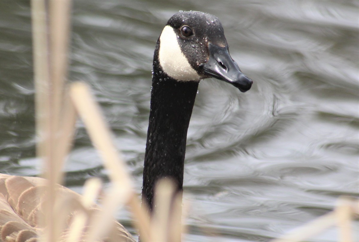 Canada Goose - ML556636461