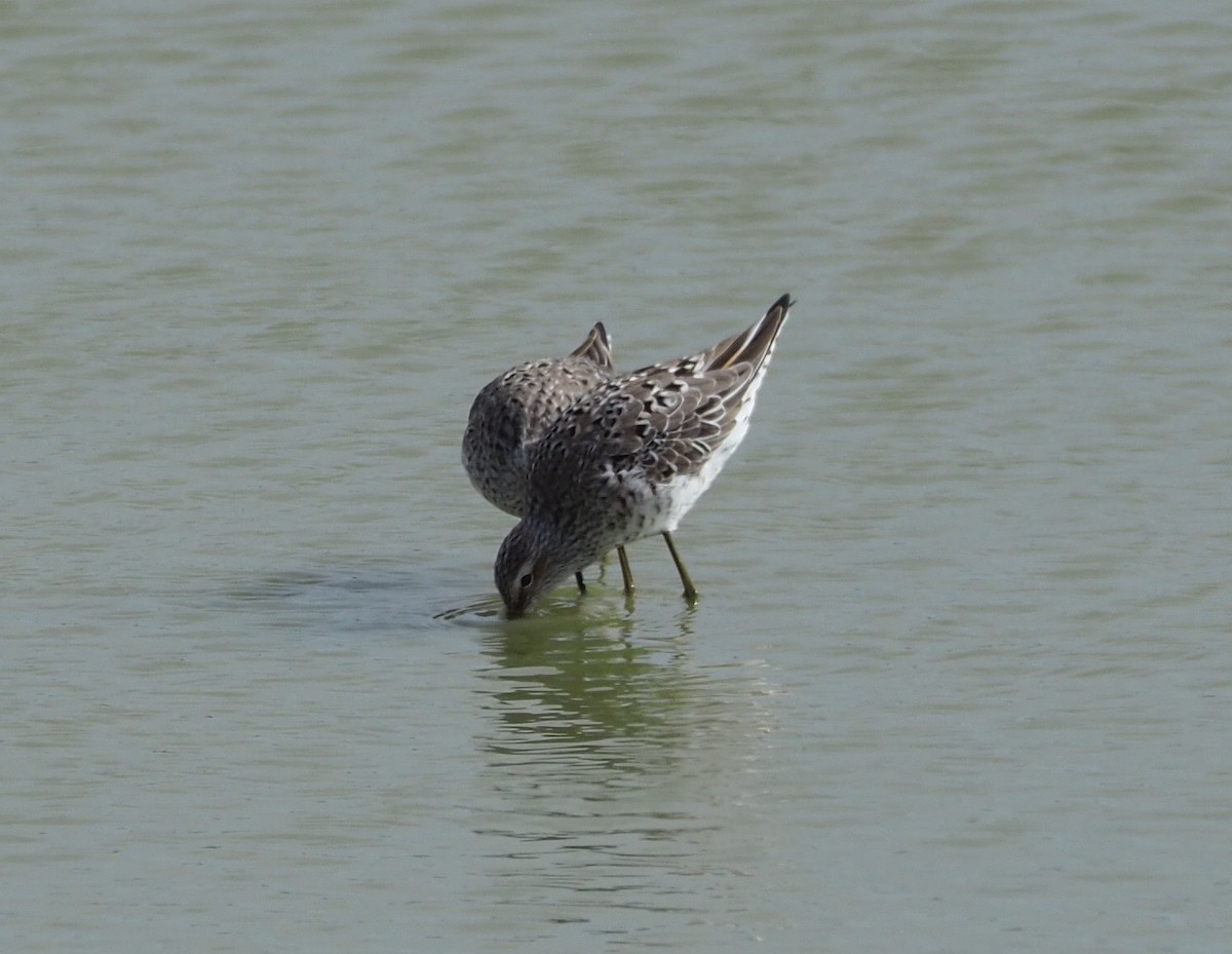 Stilt Sandpiper - ML55663651