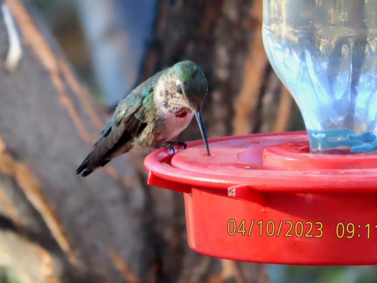 Broad-tailed Hummingbird - ML556636871