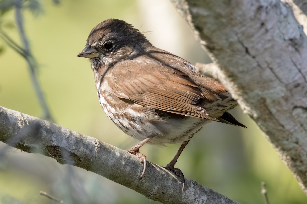 Fox Sparrow - ML556636891
