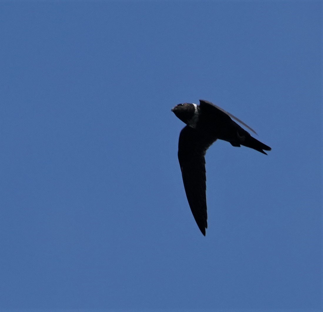 White-collared Swift - Eva De La Torre