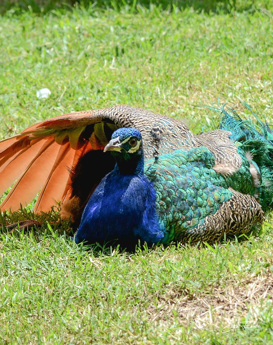 Indian Peafowl (Domestic type) - ML556638141