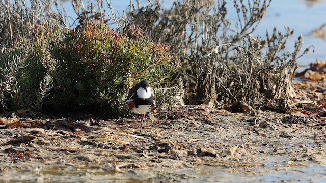 Red-kneed Dotterel - ML556638451