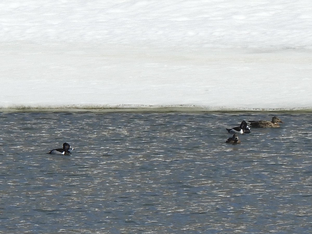 Ring-necked Duck - Betsy Thorsteinson
