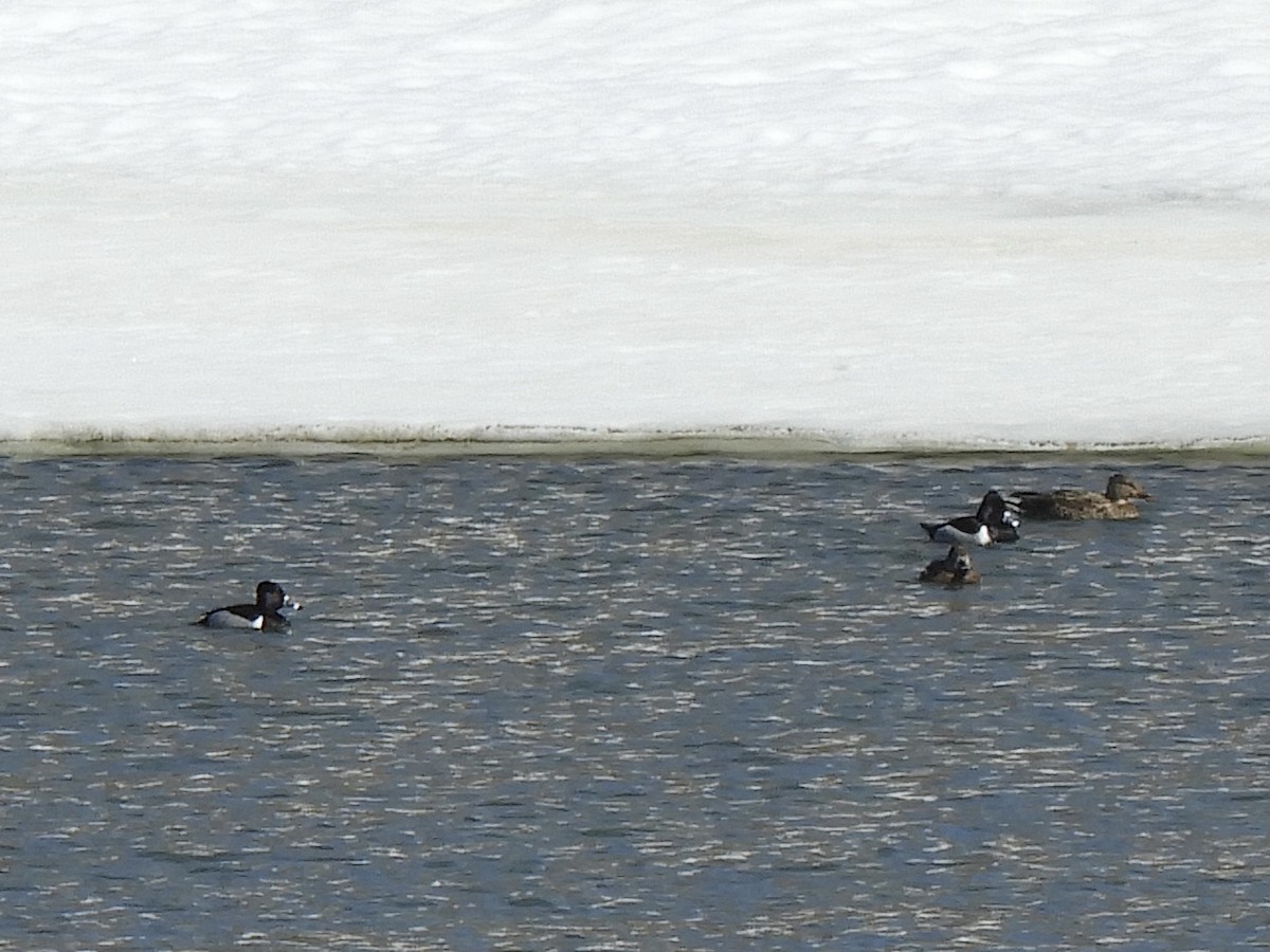 Ring-necked Duck - ML556638731