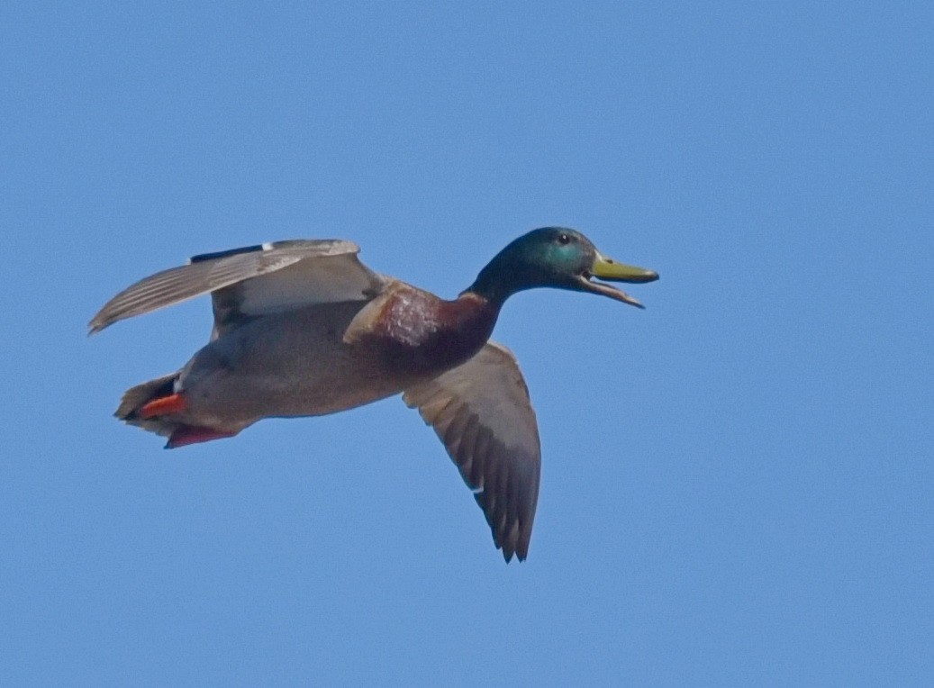 Mallard - ML556639701