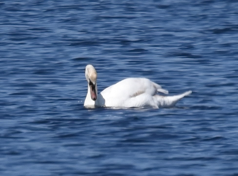 Mute Swan - Barb and Lynn