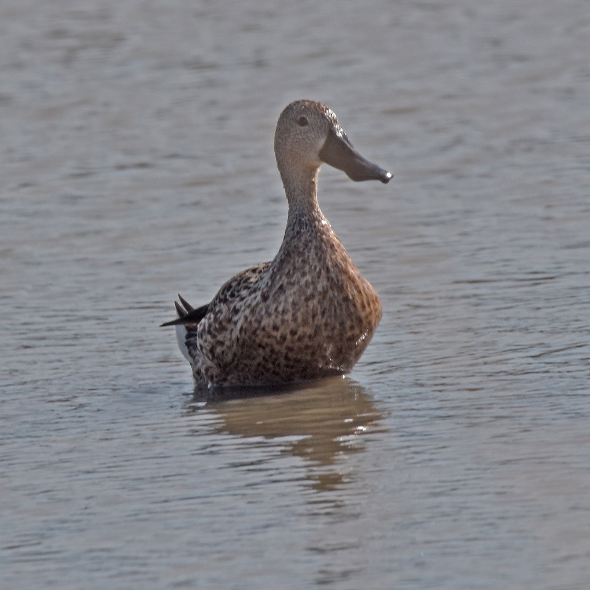 アカハシビロガモ - ML556641411