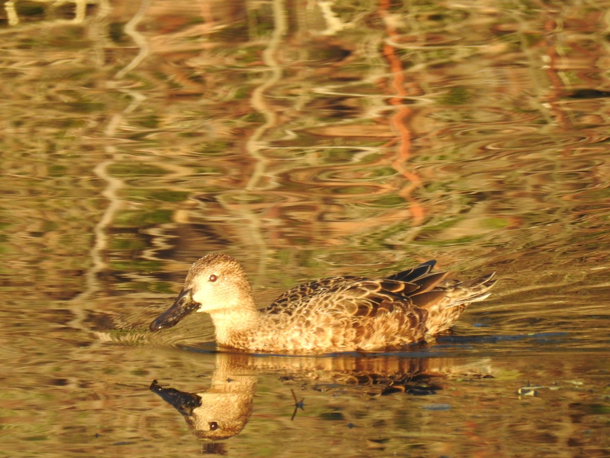 Cinnamon Teal - ML556641471