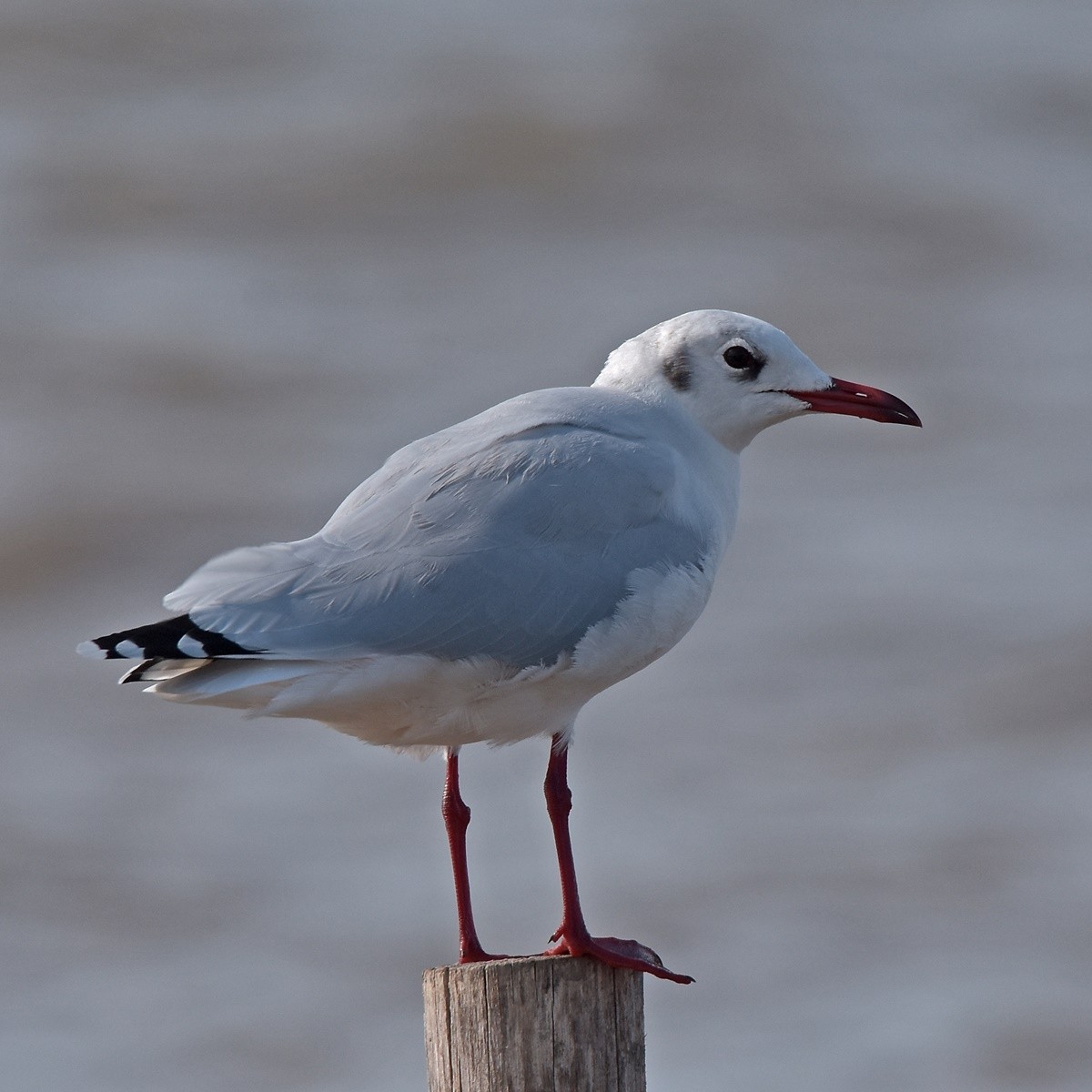 Brown-hooded Gull - ML556641561