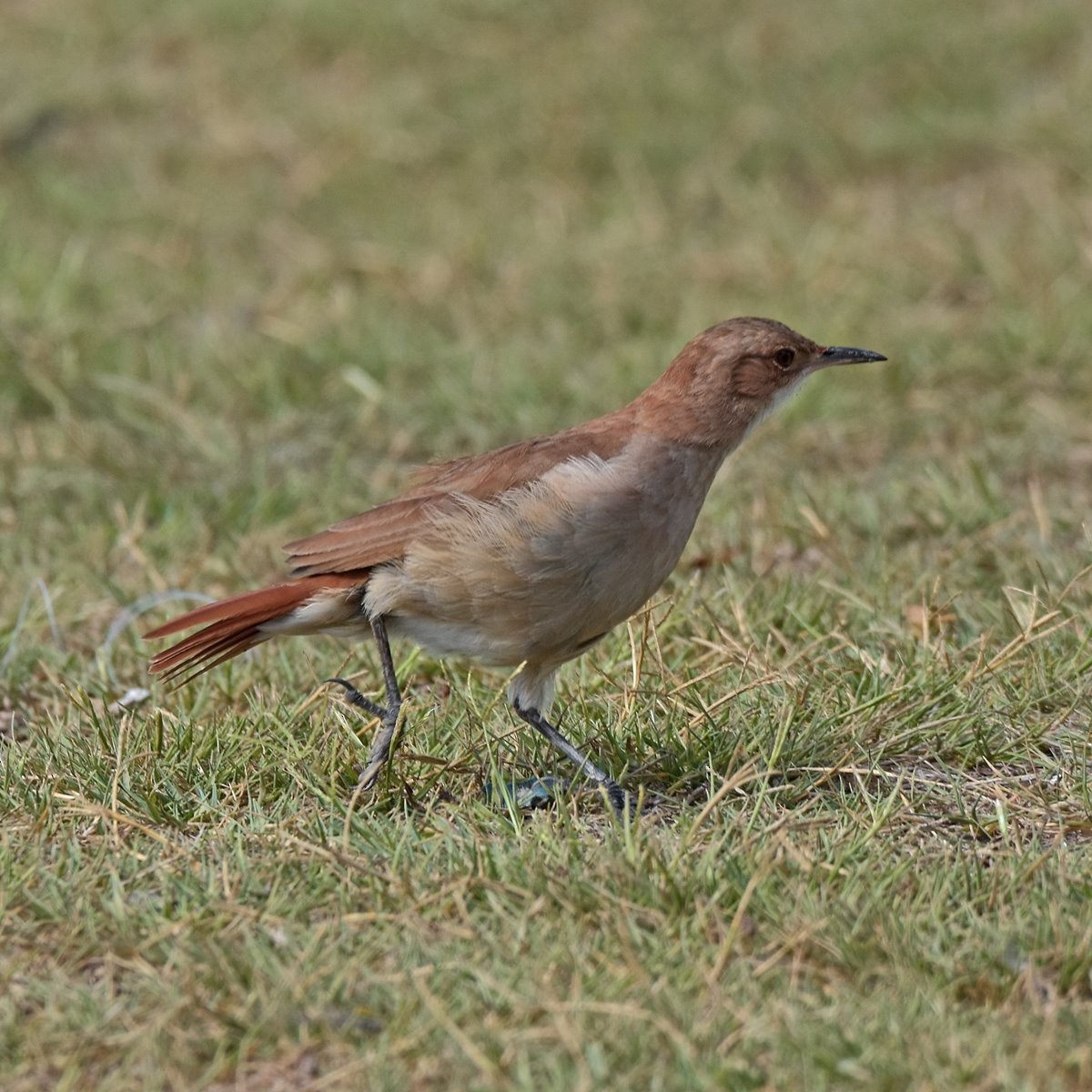 Rufous Hornero - ML556641801