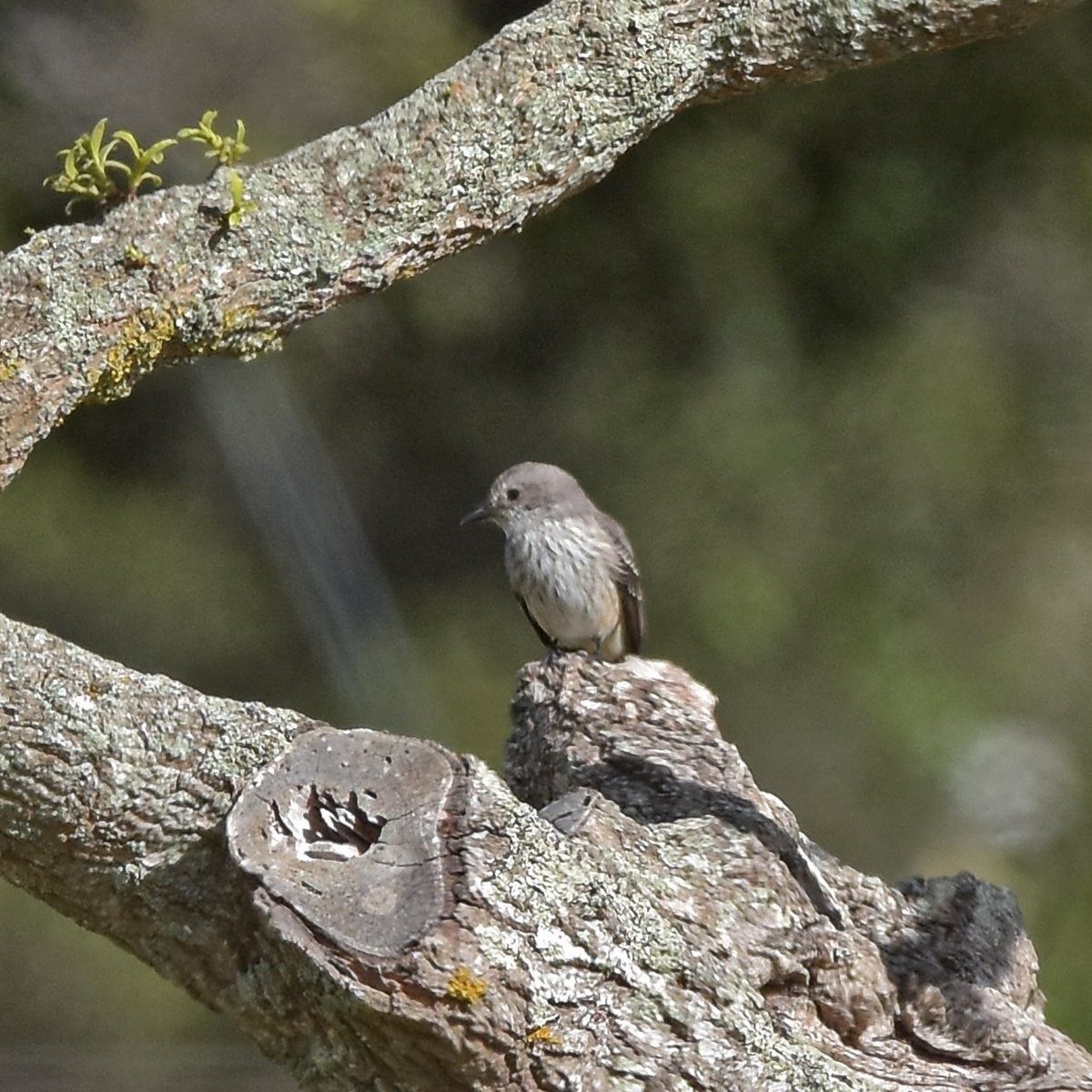 Vermilion Flycatcher - ML556641911