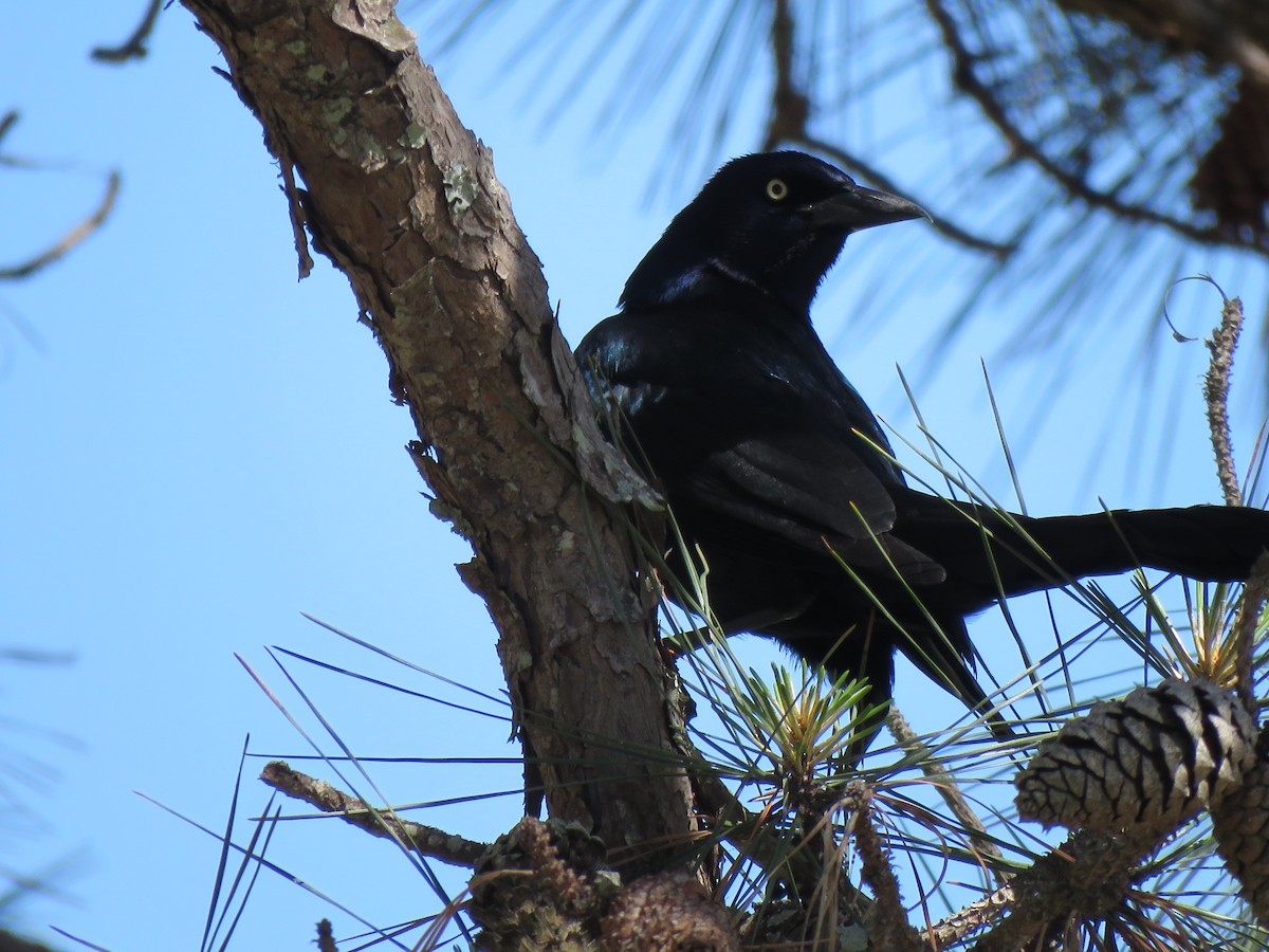 Boat-tailed Grackle - ML556643801