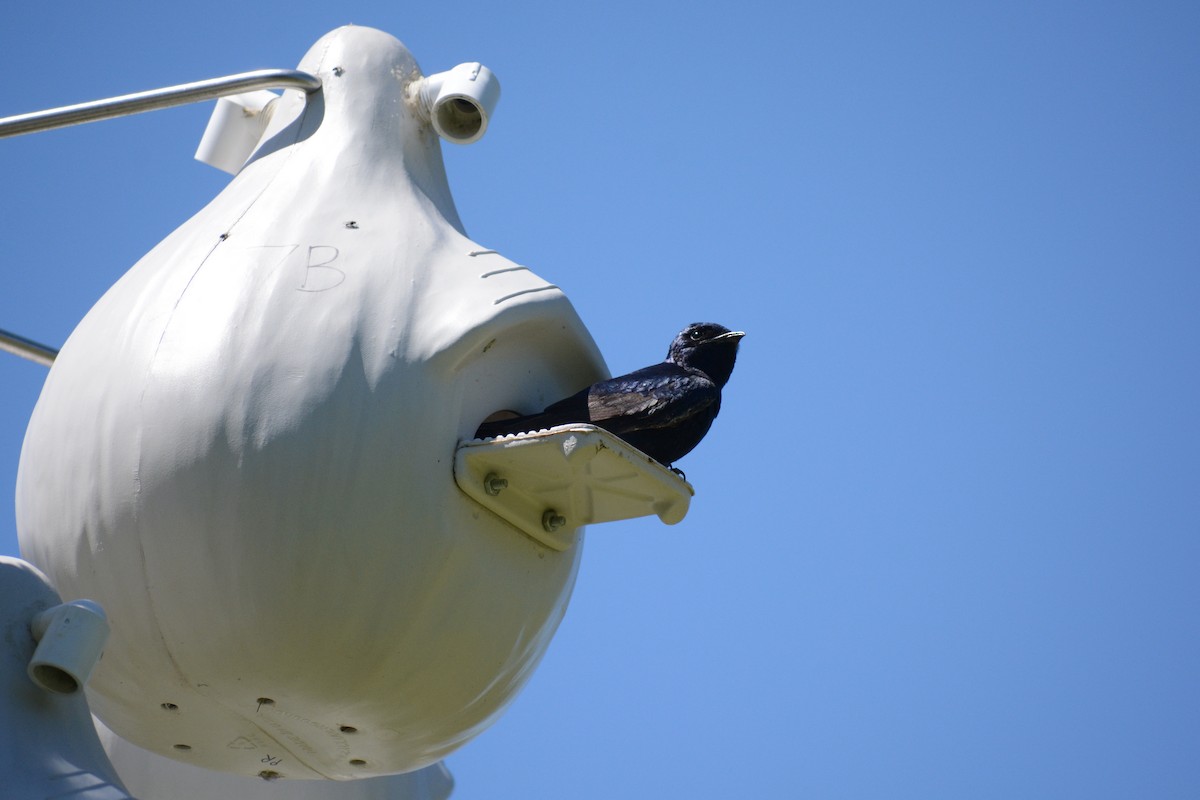 Purple Martin - ML556645801