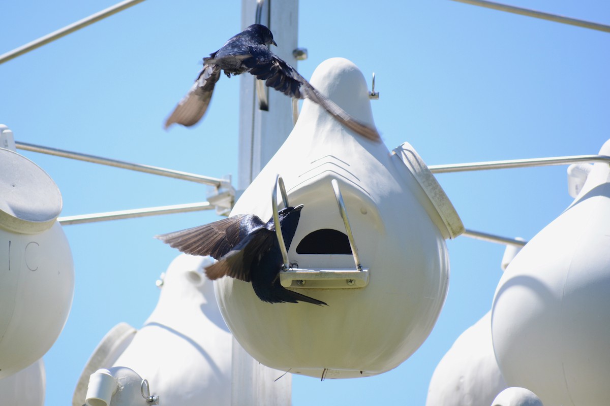 Purple Martin - ML556645811