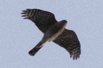 Sharp-shinned Hawk - David Brown