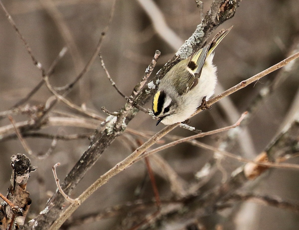 Golden-crowned Kinglet - ML556647731