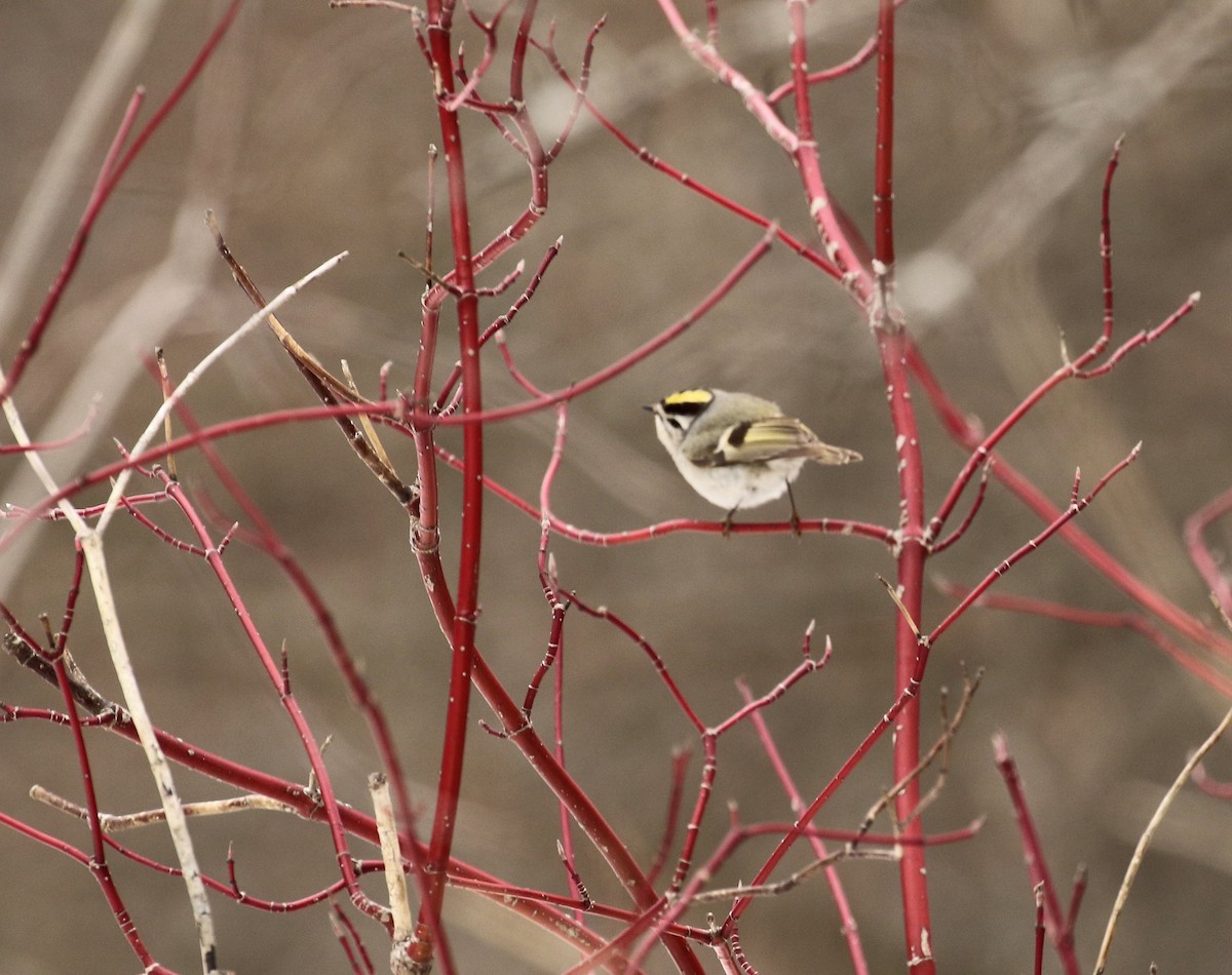 Golden-crowned Kinglet - ML556647761