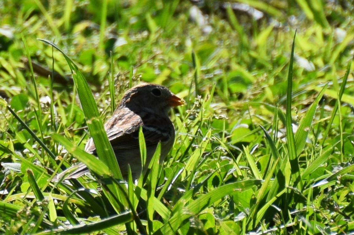 Field Sparrow - ML556647911