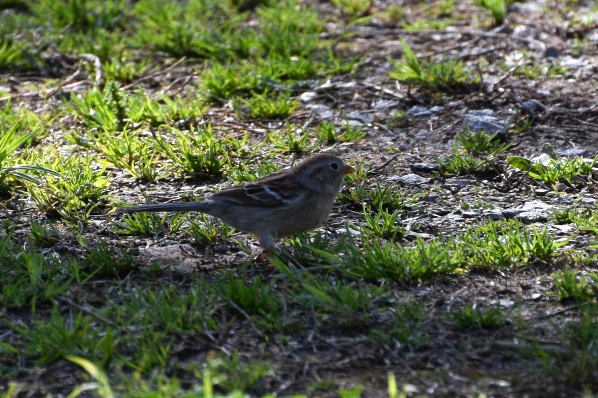 Field Sparrow - ML556647921