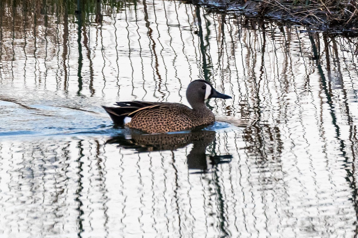 Blue-winged Teal - ML556649781