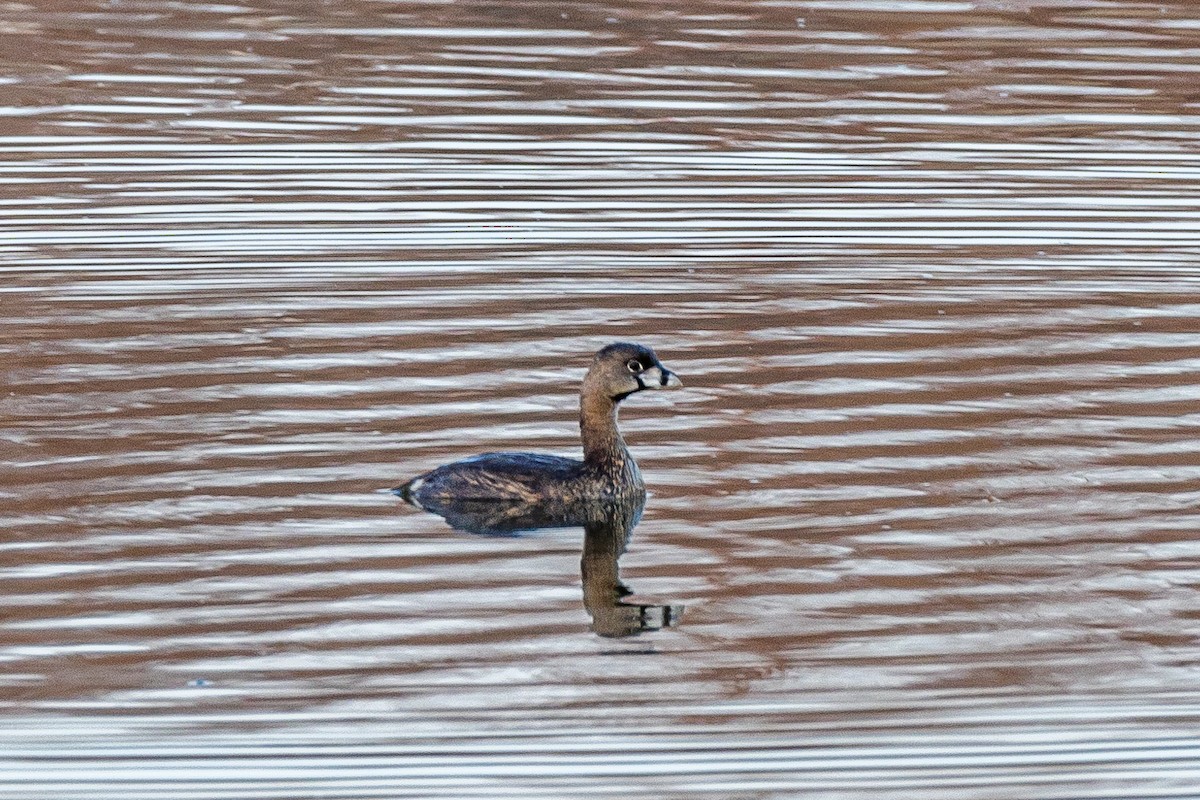 Pied-billed Grebe - ML556649831