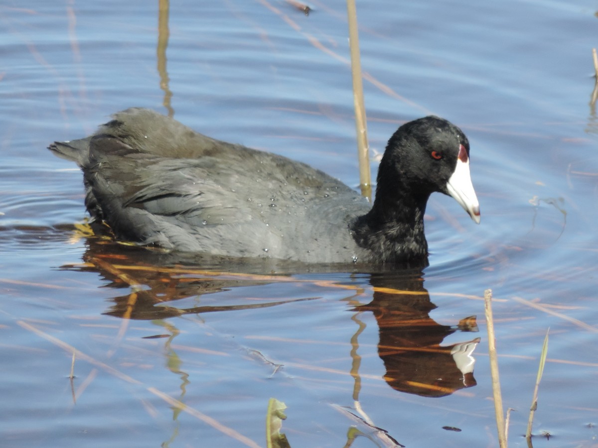 American Coot - ML556650421