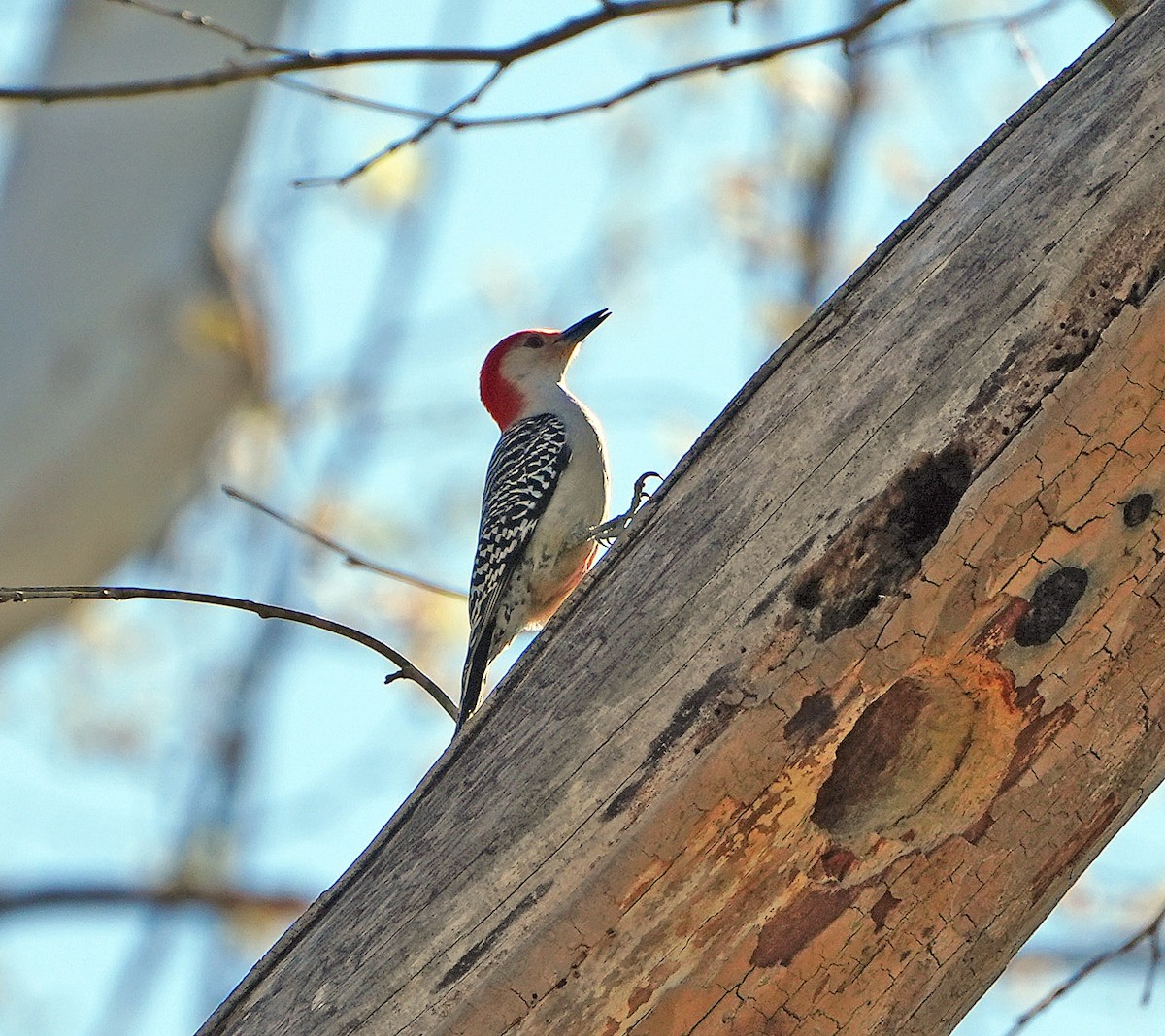 Red-bellied Woodpecker - ML556651871