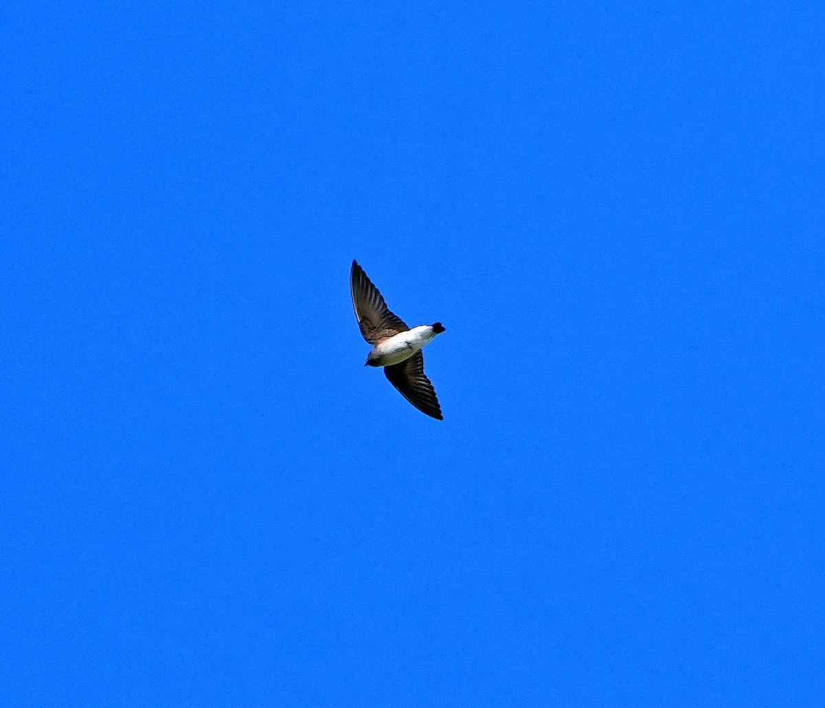 Northern Rough-winged Swallow - ML556652011