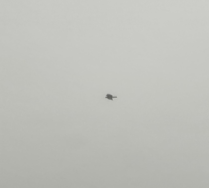 Канюк рудоплечий - ML556652061