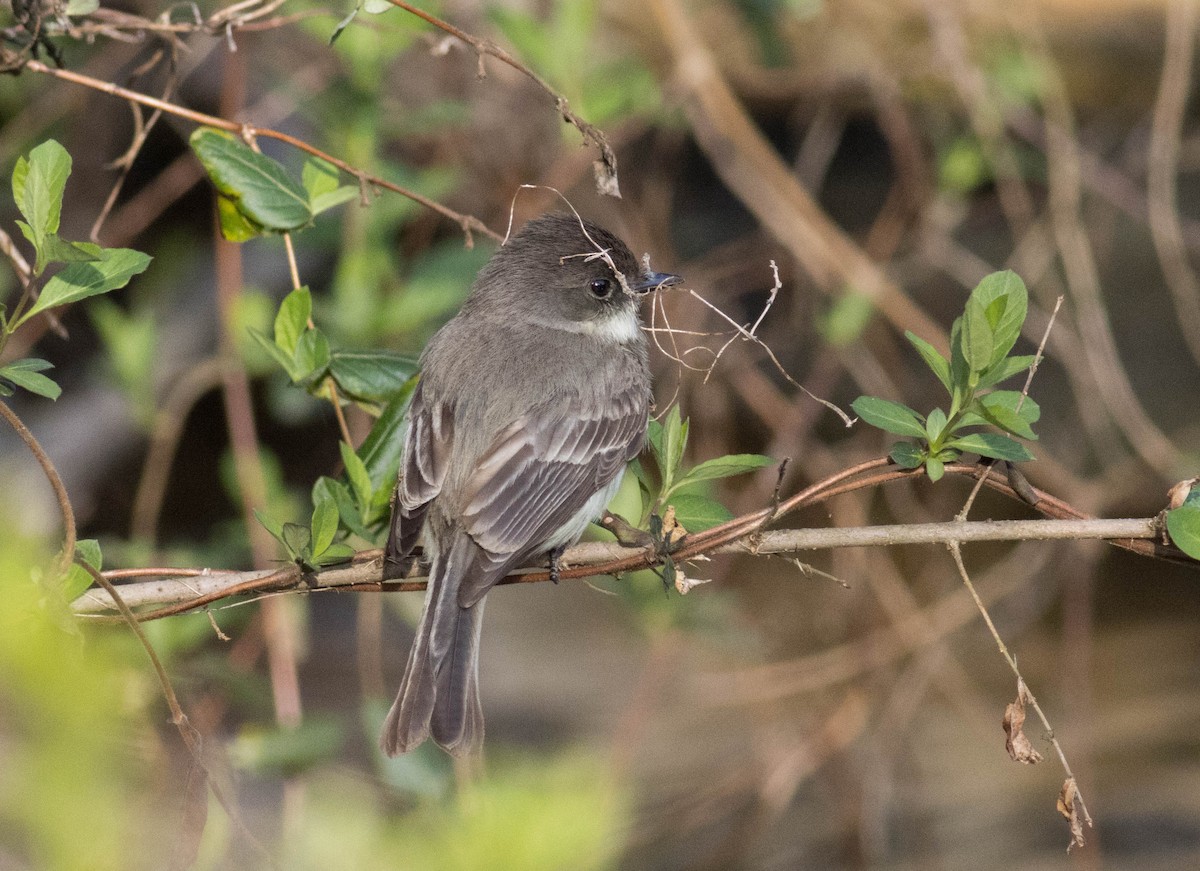 Eastern Phoebe - ML556652181