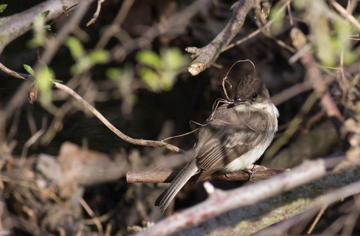 Eastern Phoebe - ML556652191