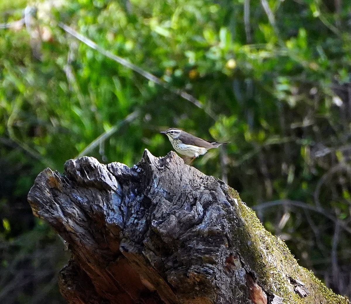 Louisiana Waterthrush - ML556652361