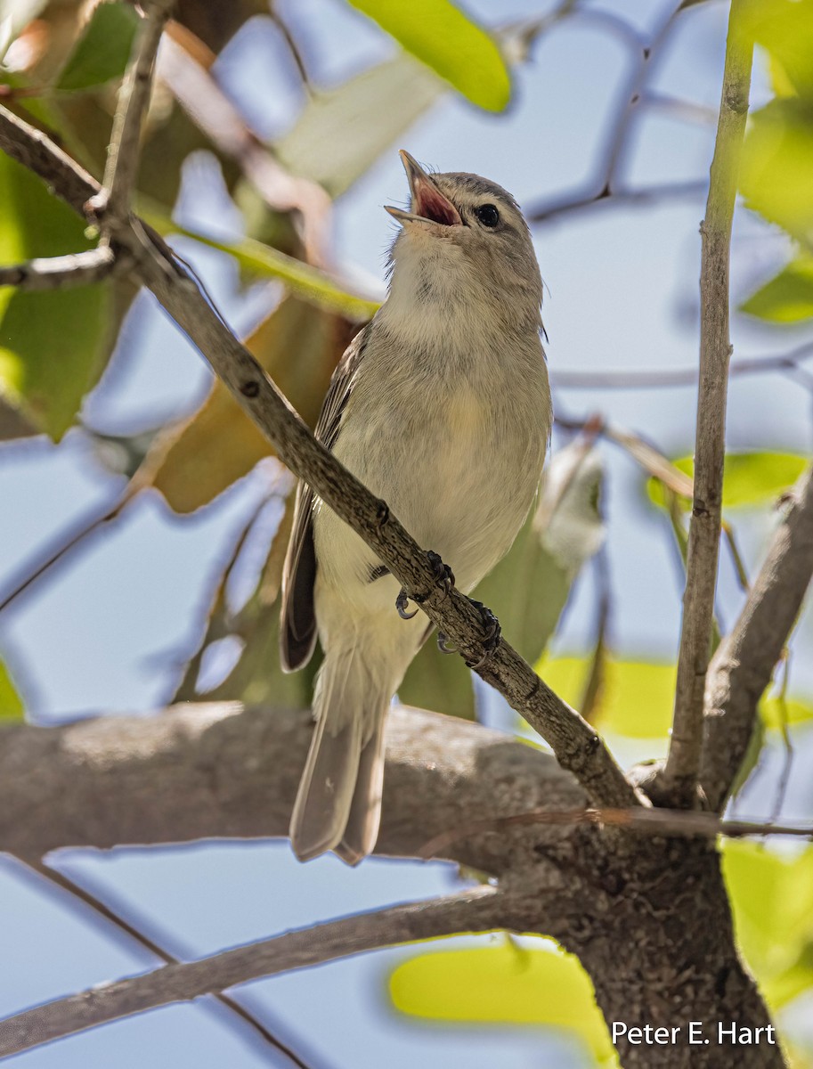 Warbling Vireo - ML556652651