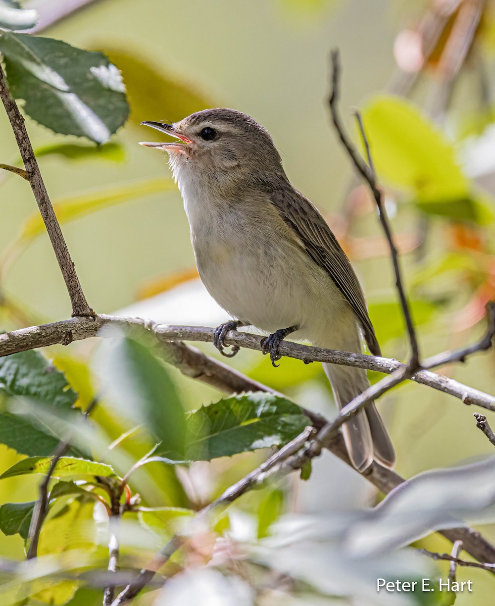 Warbling Vireo - ML556652661