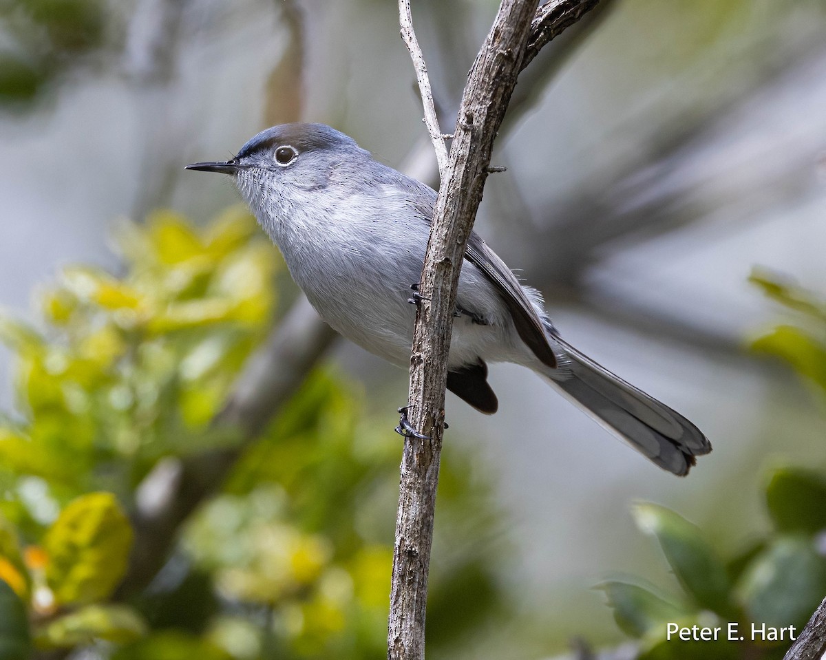 Blue-gray Gnatcatcher - Peter Hart