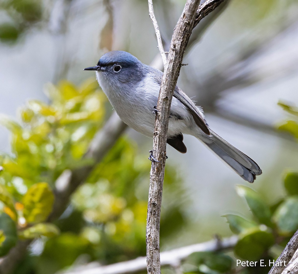 Blue-gray Gnatcatcher - ML556652721