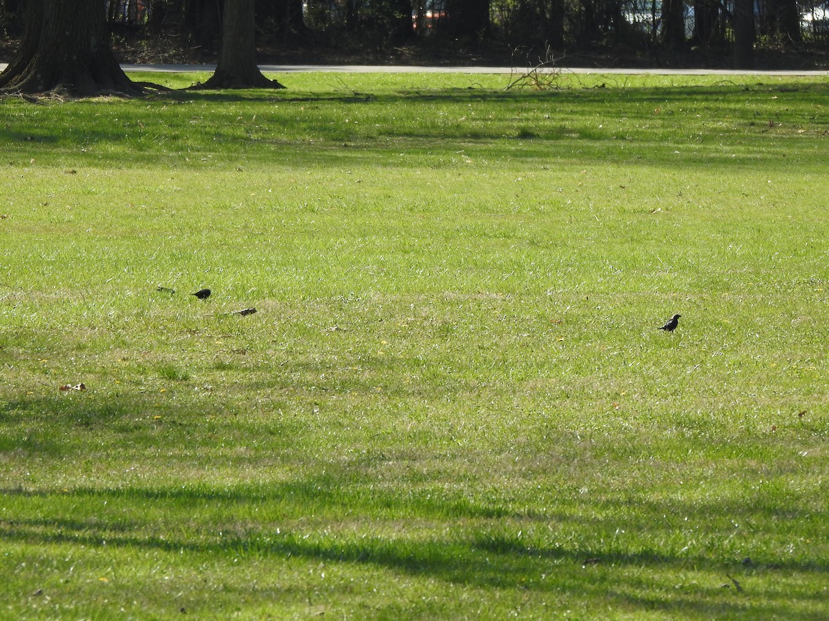 Brown-headed Cowbird - ML556653221