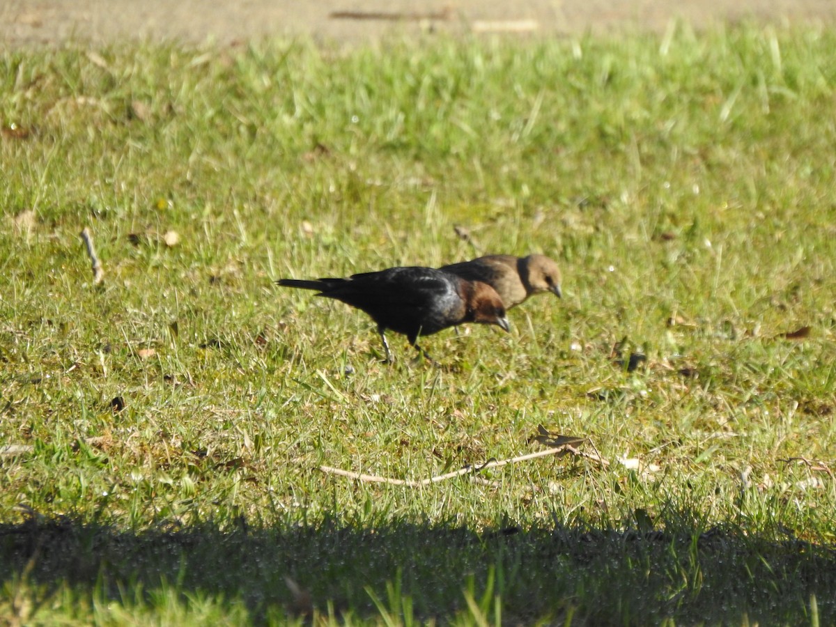 Brown-headed Cowbird - ML556653231