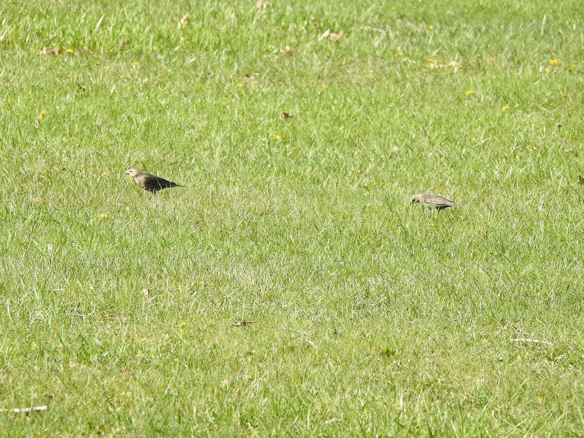 Brown-headed Cowbird - ML556653241