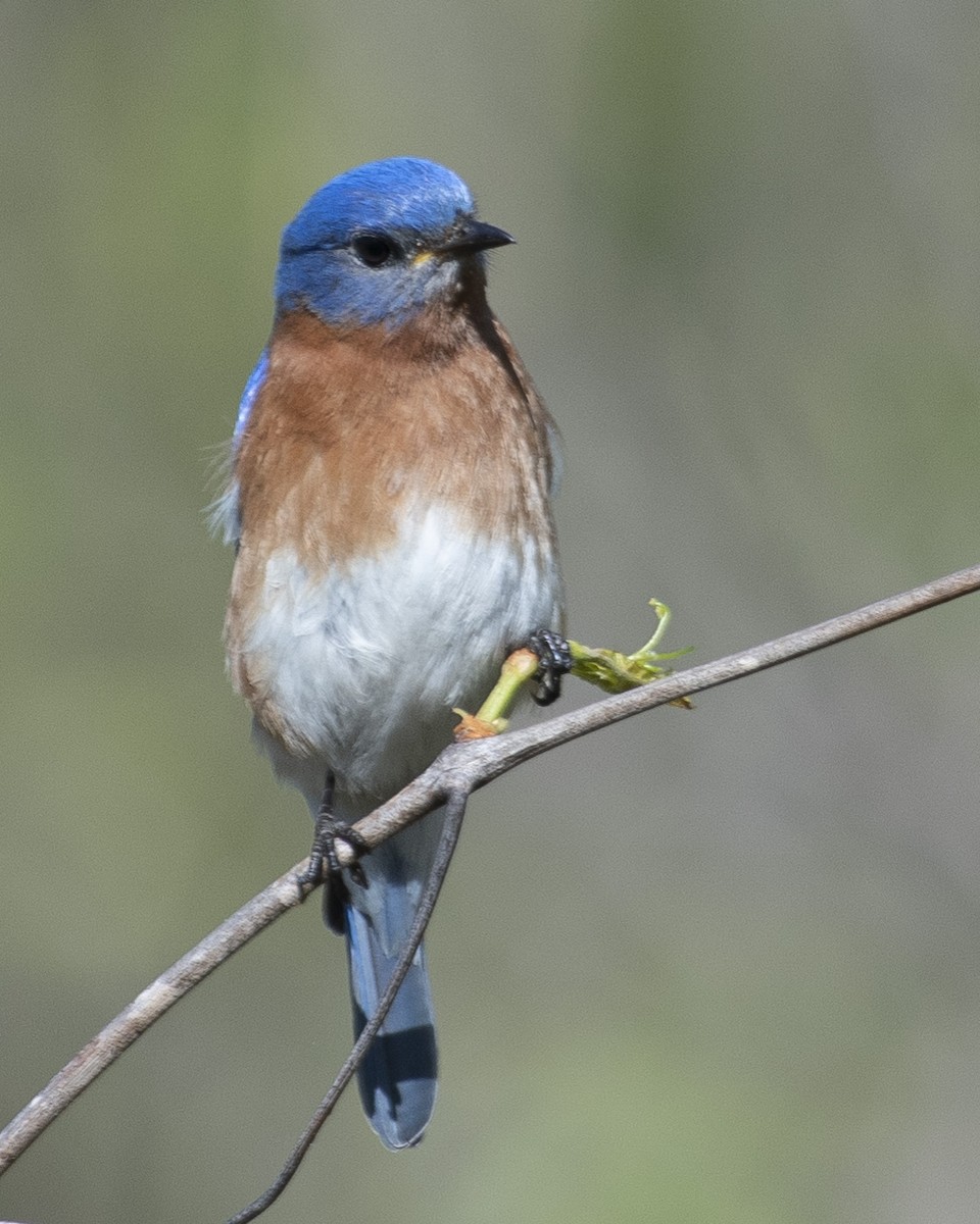 Eastern Bluebird - ML556653631