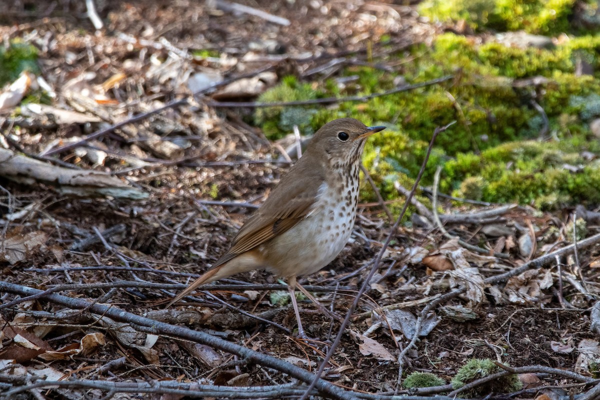 Hermit Thrush - ML556654001