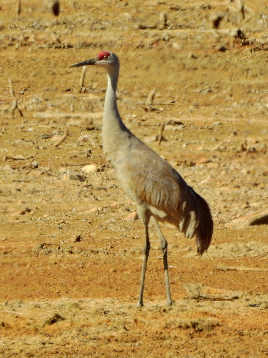 Sandhill Crane - ML556654571