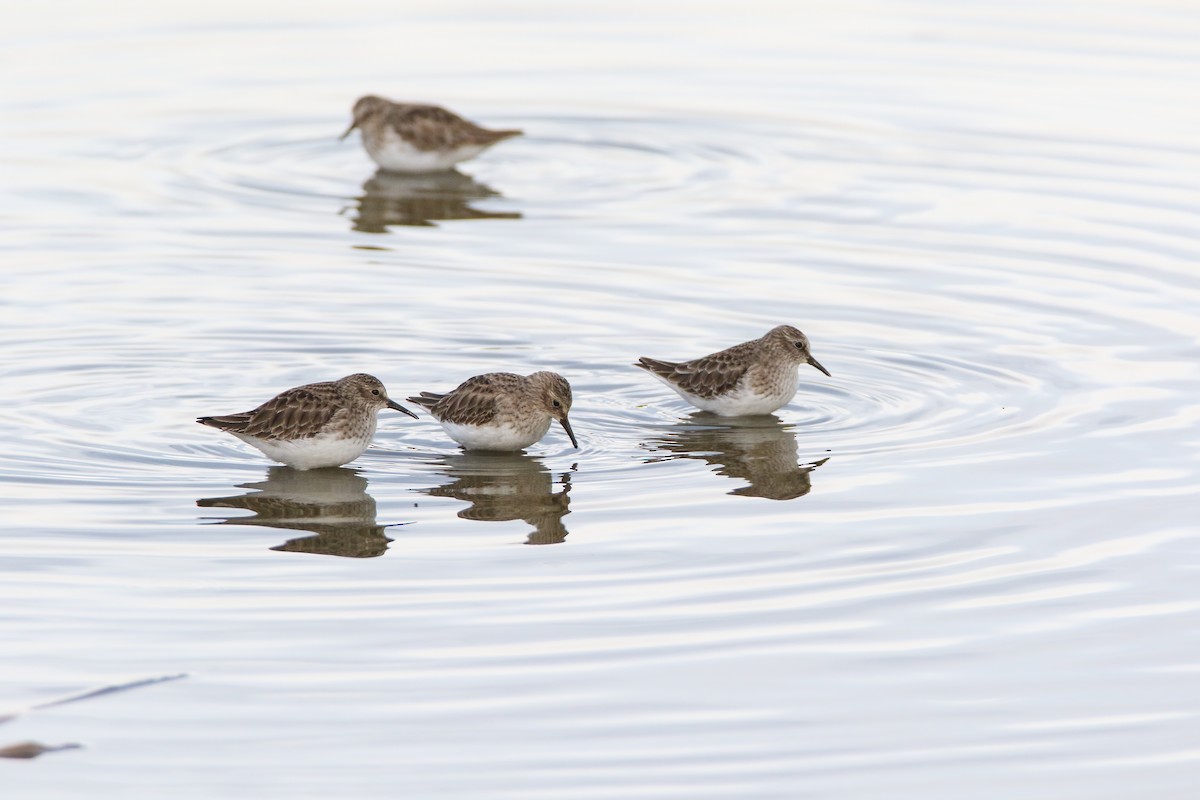 pygmésnipe - ML556654651