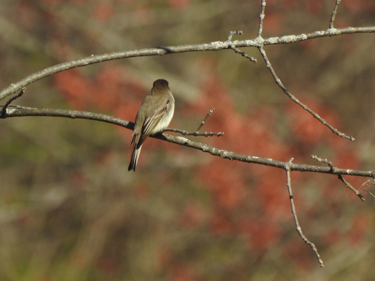Eastern Phoebe - ML556654661